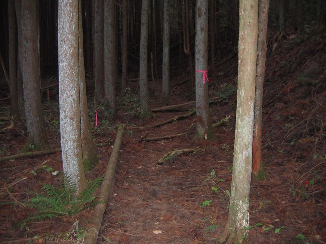 森の中を「古道」は進みます。