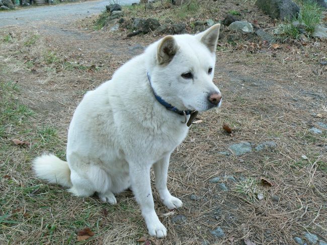 店の前でうろうろしているとこのワンコが突然出てきて私に吠え始めました。<br />きみはいい番犬だね。<br /><br />でも、（私たちが悪い人ではないと分かったようで？）しばらくするとおとなしくなりました。