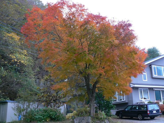西湖湖畔で見かけたきれいな紅葉の木