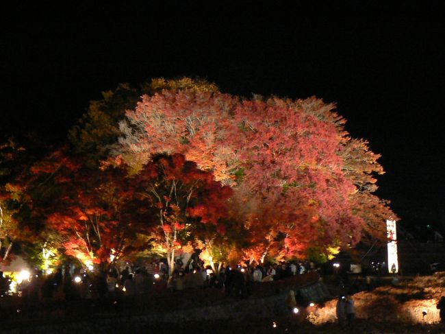 ライトアップされた紅葉回廊