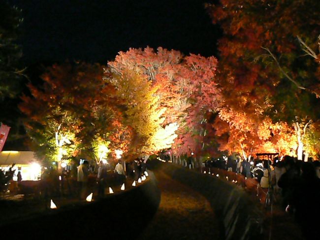 紅葉回廊（高感度）<br /><br />一部「高感度モード　ISO1600」で撮影してます。<br />PANASONICの高感度撮影技術はまだ発展途上なので残念ながら画質はかなり落ちます。<br />（高感度）と書いてないものは全て「感度オートで三脚なしの撮影」です。　