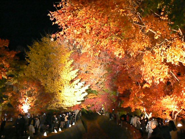 紅葉回廊（高感度）