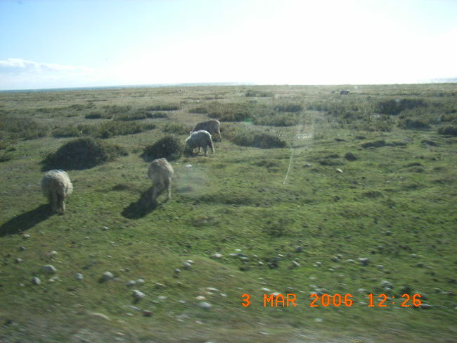 かわいい羊さん。
