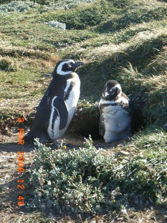 「お〜ペンギンだ！！」