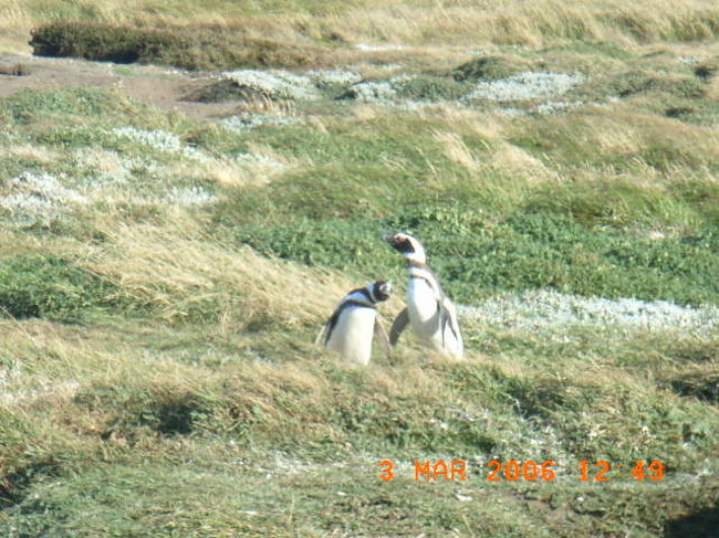 ここはペンギン王国