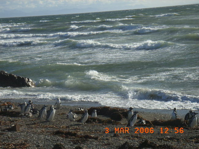 そんなことを海沿いに集まるペンギンを見ていて考えていた。