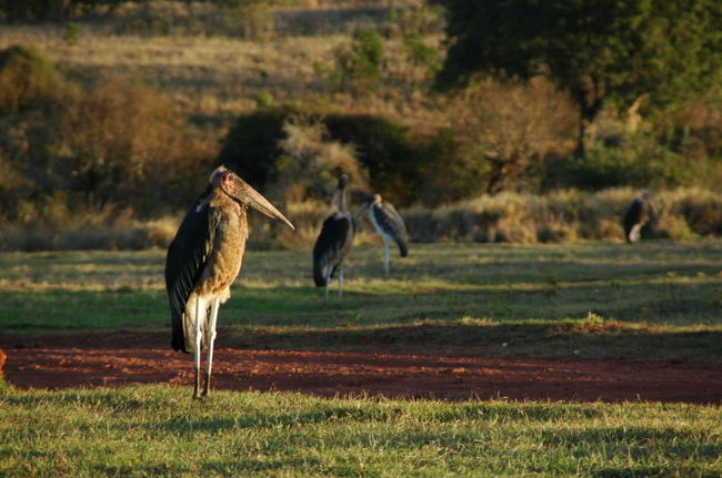 キャンプ場にいた巨大な鳥