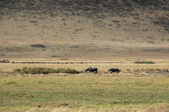サイ。<br />遠くの方で歩いてました。<br />裸眼ではあまり見えない位遠かった・・・。