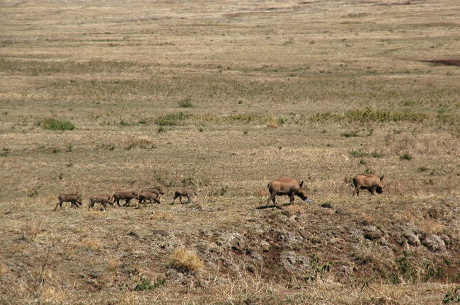 イボイノシシの親子