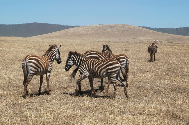 年若いシマウマはシマシマが茶色い