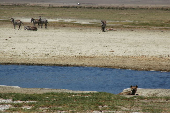 ハイエナとシマウマ