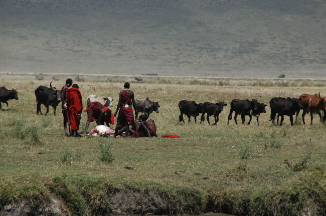 マサイ族が牛の解体をしてました<br />裸眼ではほとんど見えない距離だった