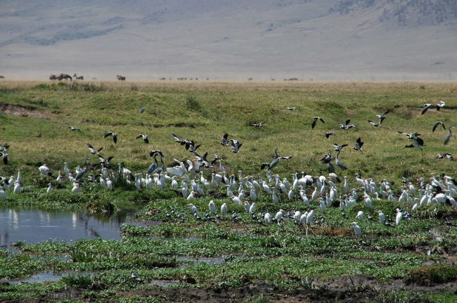 水場に群がる鳥