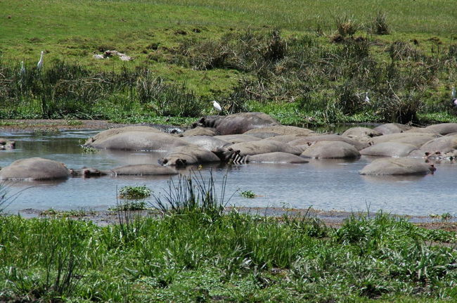 水場のカバと鳥