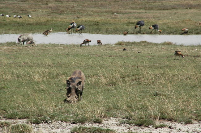 イボイノシシの正面顔<br />ゴツゴツの輪郭がおもしろい