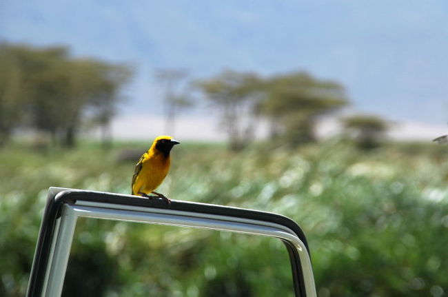 鳥がいっぱい寄ってきた