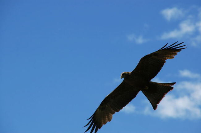 油断するとこんな鳥がお弁当を狙ってくる