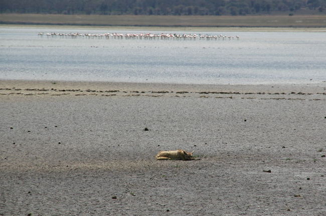 ジャッカルとフラミンゴ
