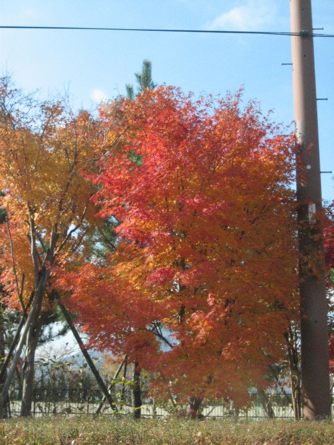 美しい河口湖湖畔の木々。