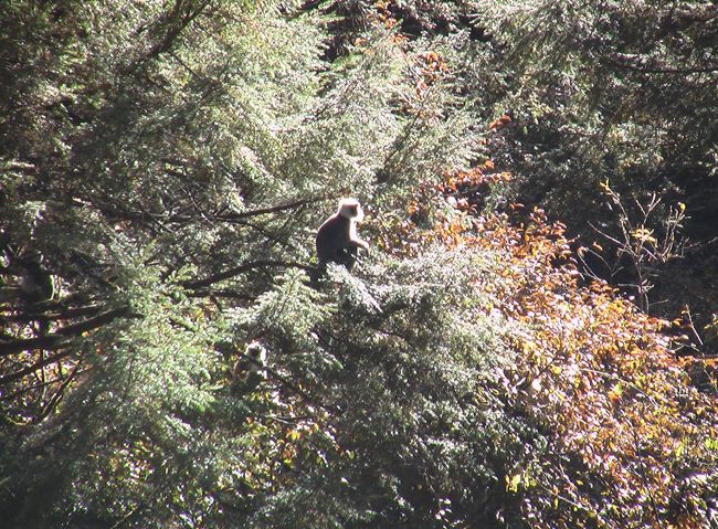 ランタントレッキングから帰ってきてから一年になります。発表していなかった写真を載せてみます。<br />　渓谷沿いの山の中にサルの集団を見ました。<br /><br />　木が揺れて、ガサゴソ、ガサゴソ。<br />　毛並みがベージュ色、顔が黒く尾が長く太い。　<br />　立派なサルでした。<br />　<br />　　種類？　動物園で見たことがあります。