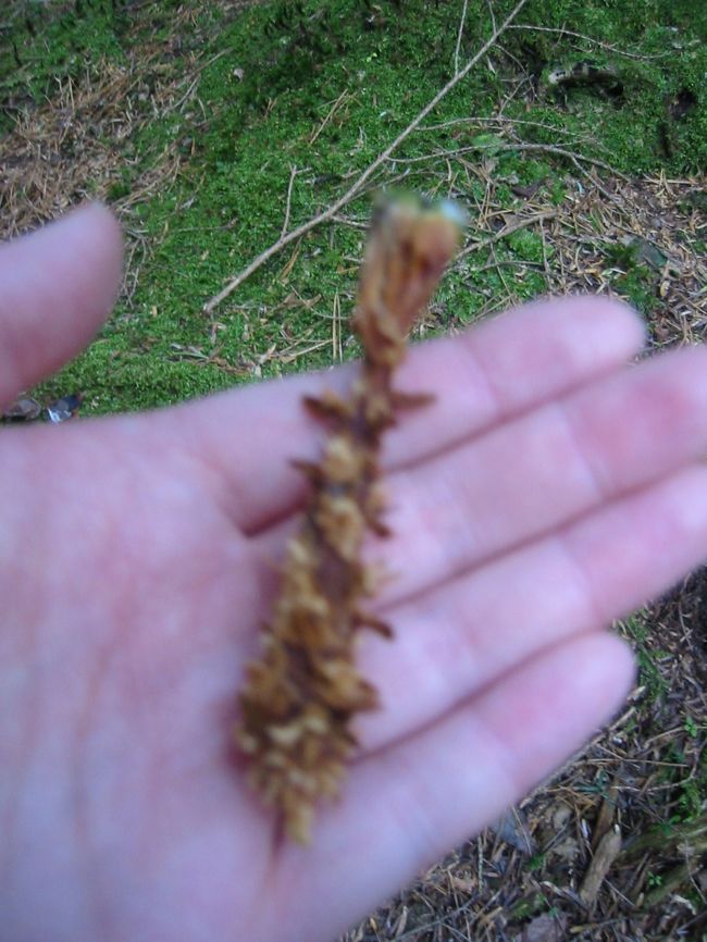 リスが松ぼっくりを食べたあと。。。笑