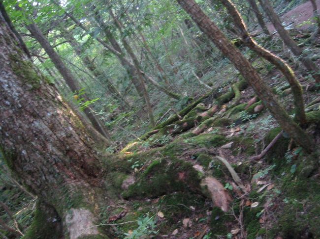 樹海は土ではなくかたい溶岩なので<br />木は根を下にはる事ができず<br />横に這うように延びるそうです。<br />