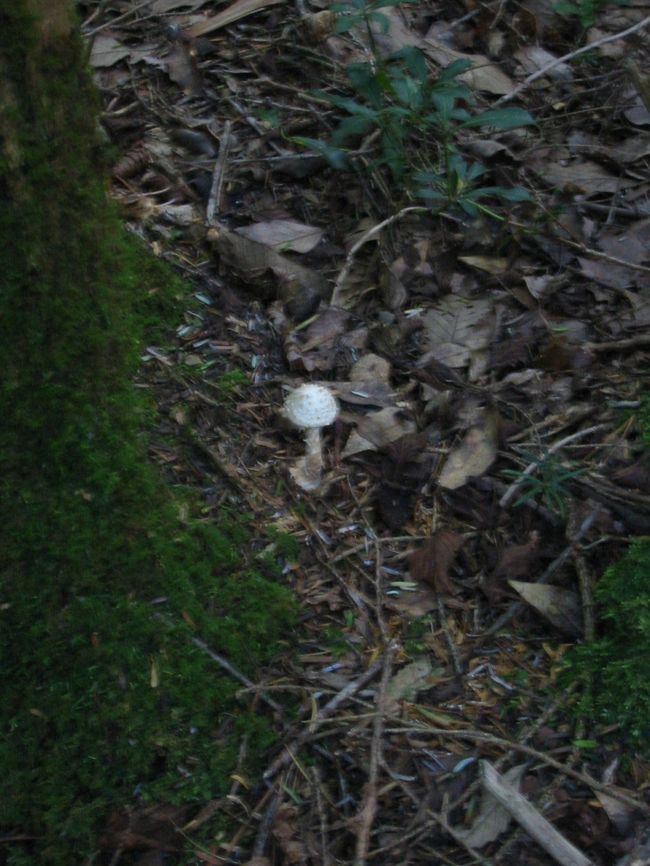 毒キノコも発見!!<br />