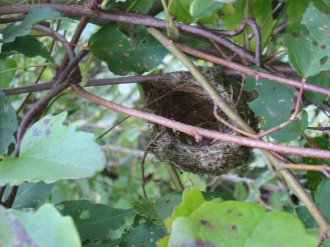 鳥の巣も発見!!<br />わからないように上手に作っているなぁ〜