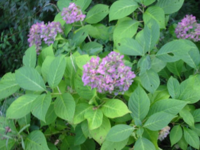 富士山の近くは９月になってもアジサイが<br />咲いていました。