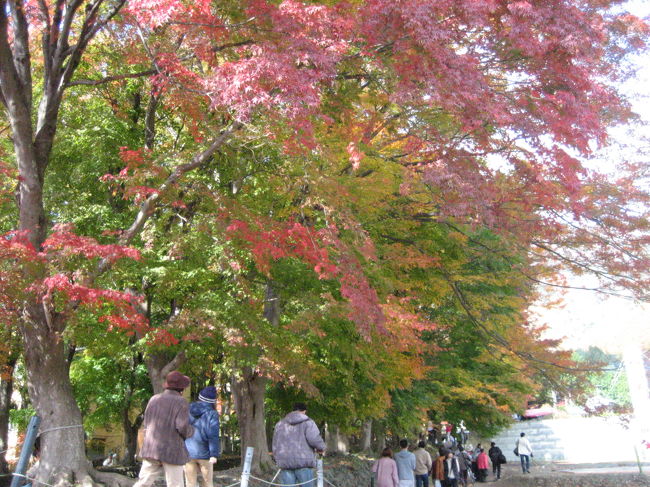 河口湖の紅葉祭りも最終週でした。