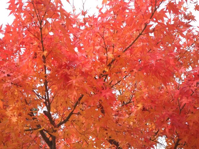 紅葉が見頃でした♪