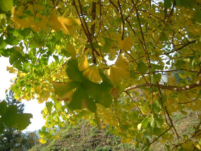 奥多摩鳩の巣周辺の森林潜り込んで写真撮影！1