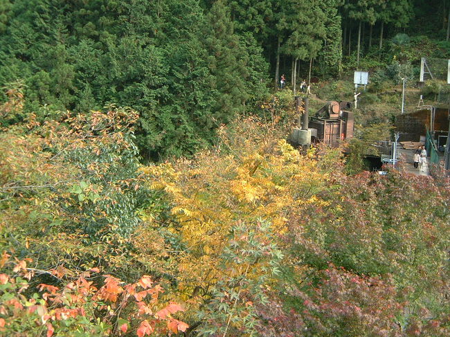 奥多摩鳩の巣周辺の森林潜り込んで写真撮影！2