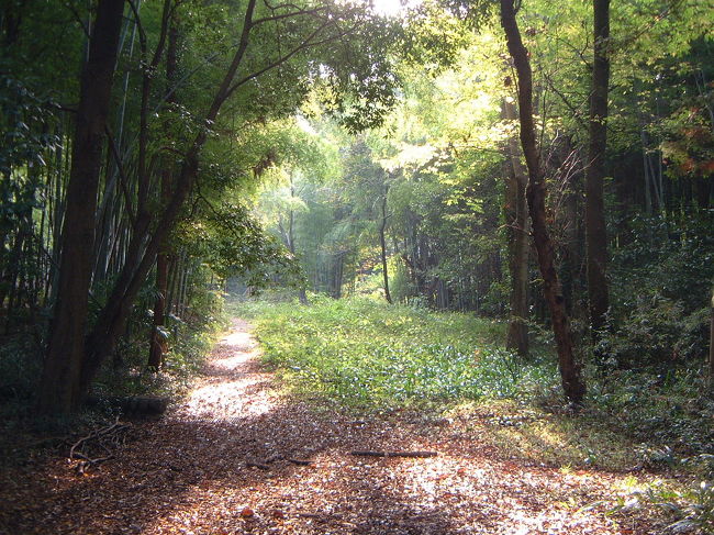 奥多摩鳩の巣周辺の森林潜り込んで写真撮影！5