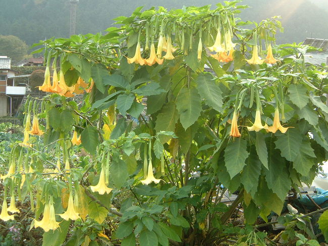 珍しい花です。あまり見かけませんね。