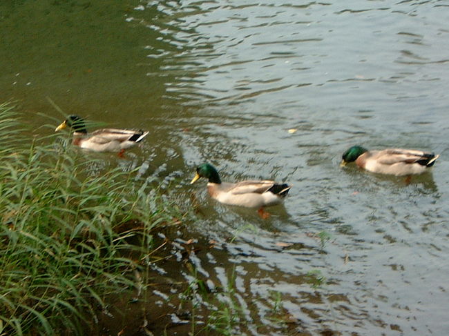 鴨の親子がいました。<br />とても可愛いです☆