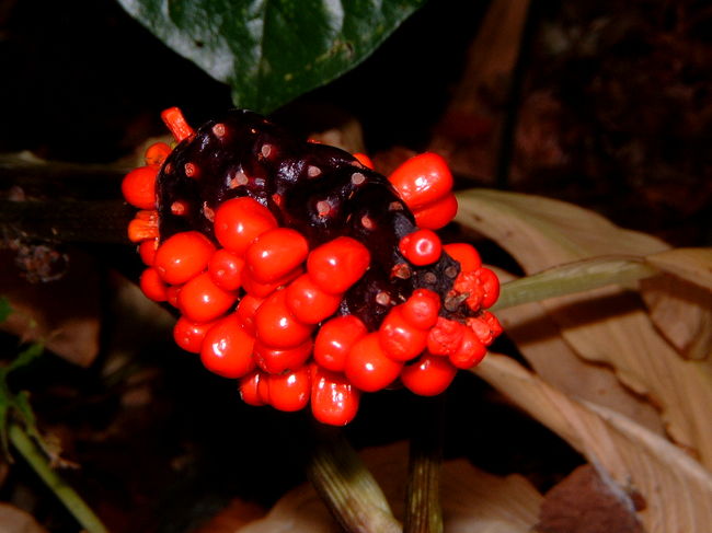 謎の実。なんだろうこれは・・・