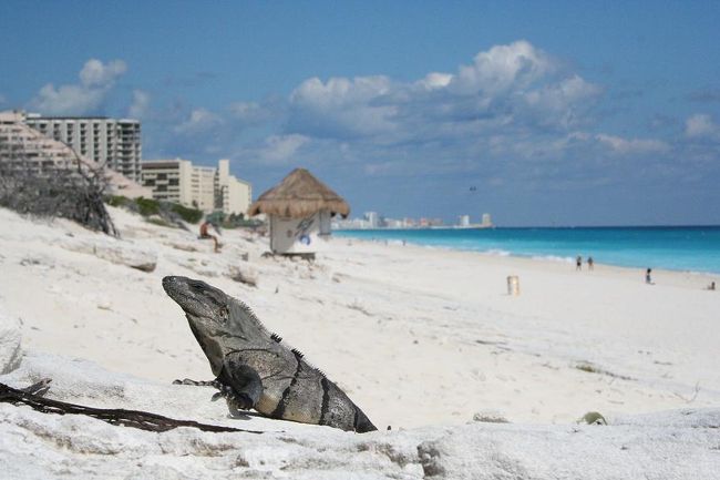 数匹のイグアナが普通にビーチで日光浴をしていました。<br />触ろうとすると逃げてしまいましたが、見てるだけならピクリともせず、喉を膨らませながら息をしていました。