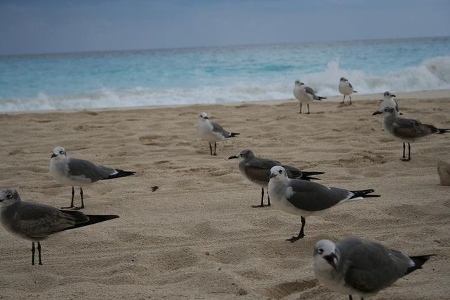 時折カモメの大群がビーチにやってきます。<br /><br />餌を待つこの姿。こちらを一斉に注目しています。