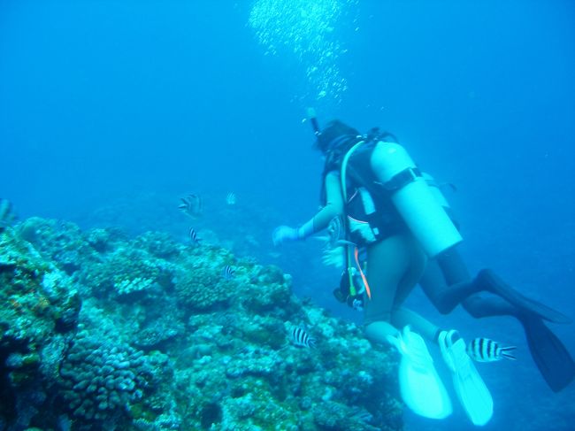 石垣では「ダイビングショップ海へ」さんにお世話になりました。<br />ショップのマスコットドッグがじろうと、お客さんの連れてきたでっかいわんこの２匹も乗り込み楽しい船のはずが、、、もー揺れる揺れる。北風吹く吹く。<br /><br />そして耳抜きがなかなかできず苦しむ私。お兄さんに手を引かれて魚どころじゃねえって。