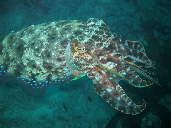 でかいコブシメ。<br />うーんと、、枕くらい？<br />