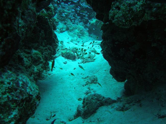 黒島では「SeaLight」さんにお願いしました。<br /><br />ここはサービスも良く、スタッフもイケメンぞろいで（笑）かなり楽しく過ごせました。魚影も濃くて、すごい大物を見たわけではないけれど、不思議ととっても満足感が。<br /><br />もう少し寒くなると、黒島でもマンタ見れるんだって！