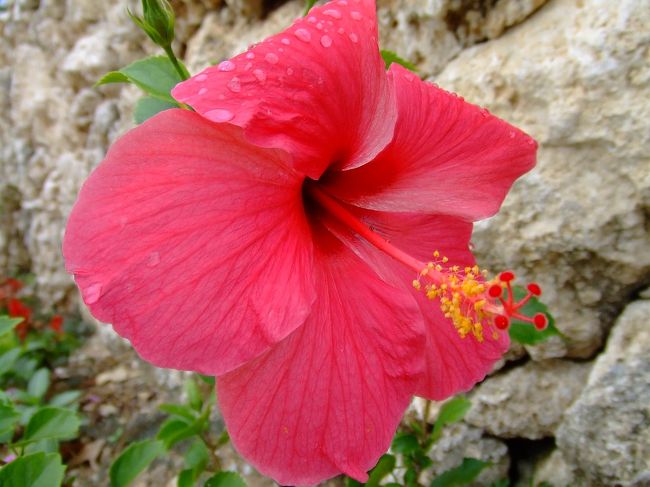 雨上がり、「のどか」の庭のハイビスカス。<br /><br />つーか天気悪いんだけど！
