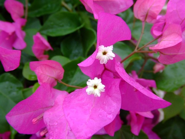 ブーゲンビリア。<br />ピンクのひらひらは本当は葉で、近くに寄らないと見えないこの小さい白いのが花。<br />