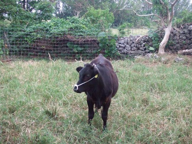 黒島は、ヒトよりウシのほうが多いんだって。<br />ちなみに人口２２０人、牛口３０００頭。