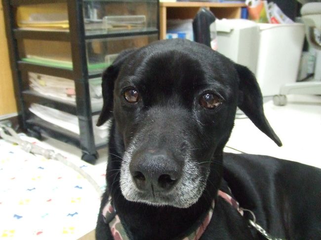 がじろう。<br /><br />変な犬だったなあ。笑