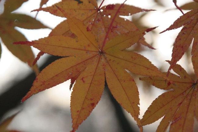 紅葉は、もう終盤です。