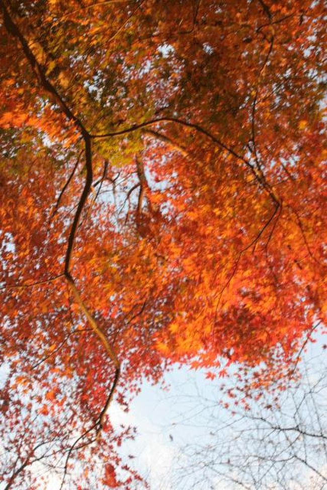 夕日に照らされてかなり赤く見えます。