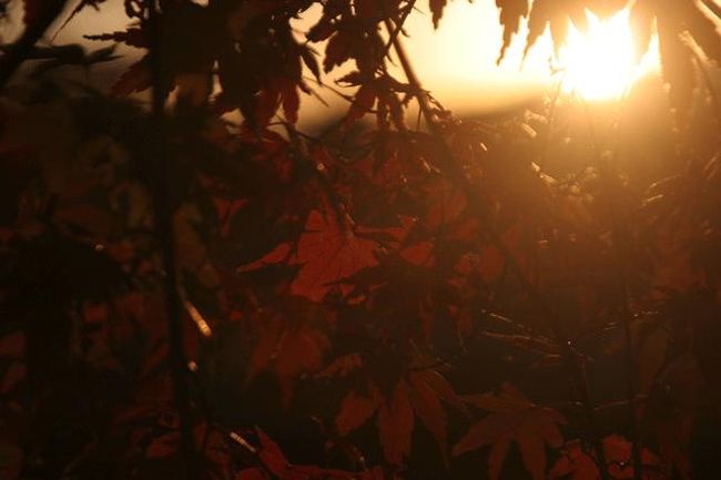 ここから４枚は、夕日に染まる紅葉です。
