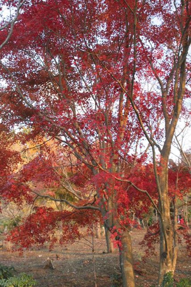 この木は、まだ赤いですね。